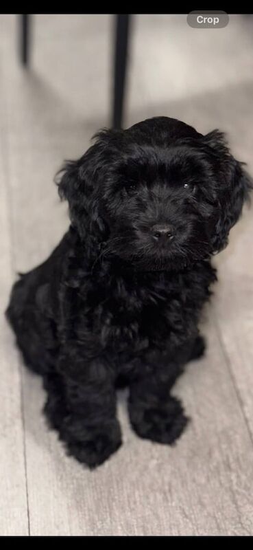 Cockapoo puppies for sale in Peterhead, Aberdeenshire – 9 weeks old - Image 3 of 3