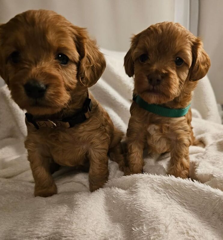 Cockapoo babies - Image 2 of 3