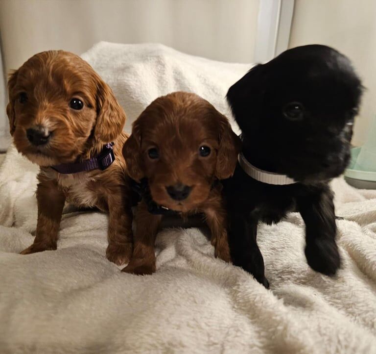 Cockapoo babies - Image 3 of 3