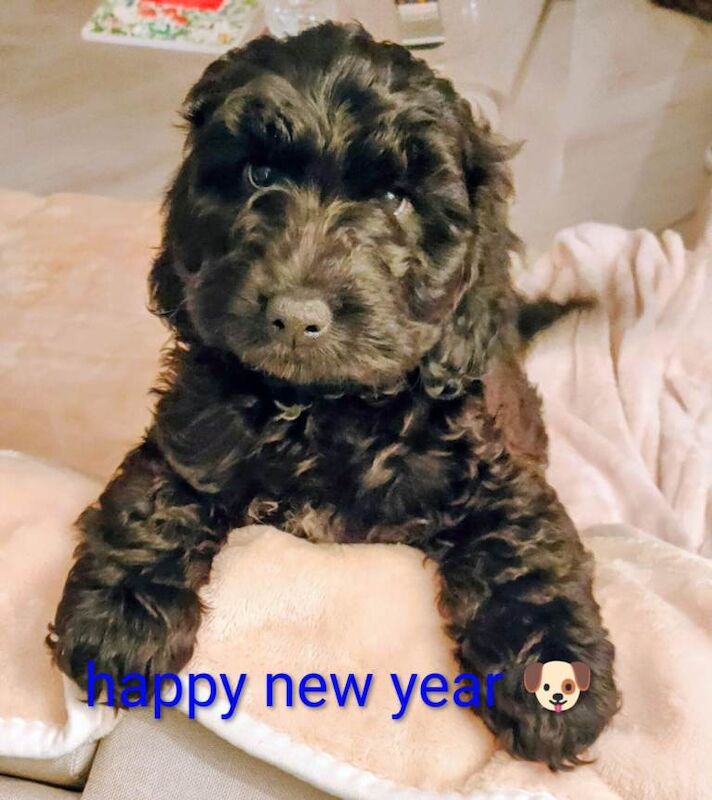 Cockapoo black puppy
