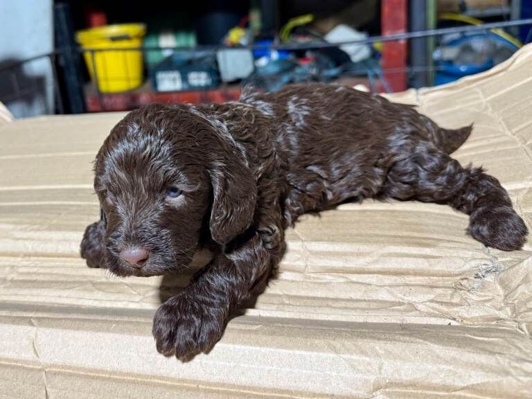 Cockapoo black puppy - Image 3 of 3