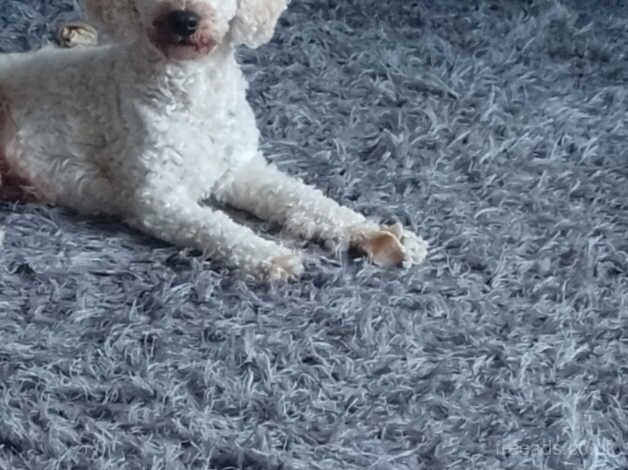 Cockapoo puppies for sale in March, Cambridgeshire – 2 years old - Image 2 of 4