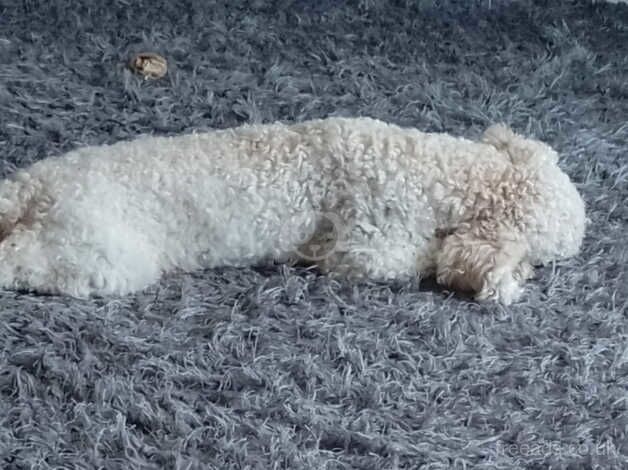 Cockapoo puppies for sale in March, Cambridgeshire – 2 years old - Image 3 of 4