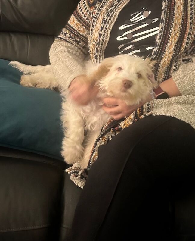 Cockapoo puppies for sale in Taunton, Somerset – 5 months old - Image 2 of 4