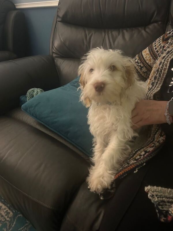 Cockapoo puppies for sale in Taunton, Somerset – 5 months old - Image 3 of 4