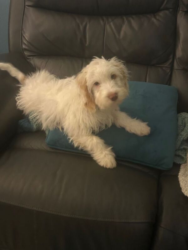 Cockapoo puppies for sale in Taunton, Somerset – 5 months old - Image 4 of 4