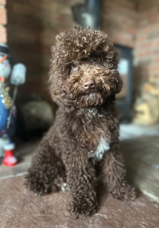 Cockapoo puppies for sale in Chard, Somerset – 1 year old - Image 2 of 2