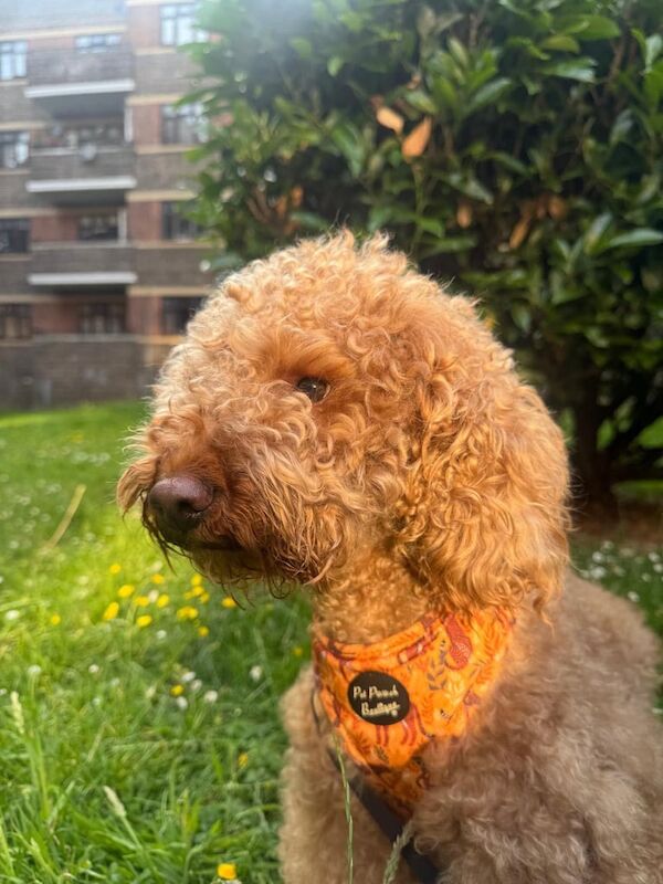 Cockapoo boy for sale in Clapham, Greater London | Image 2