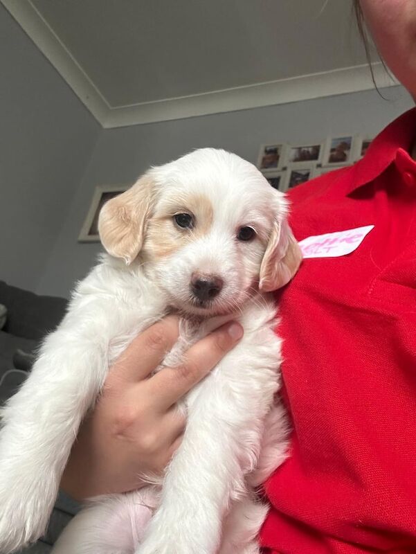 Cockapoo puppies for sale in Cold Ash Hill, Hampshire – 8 weeks old