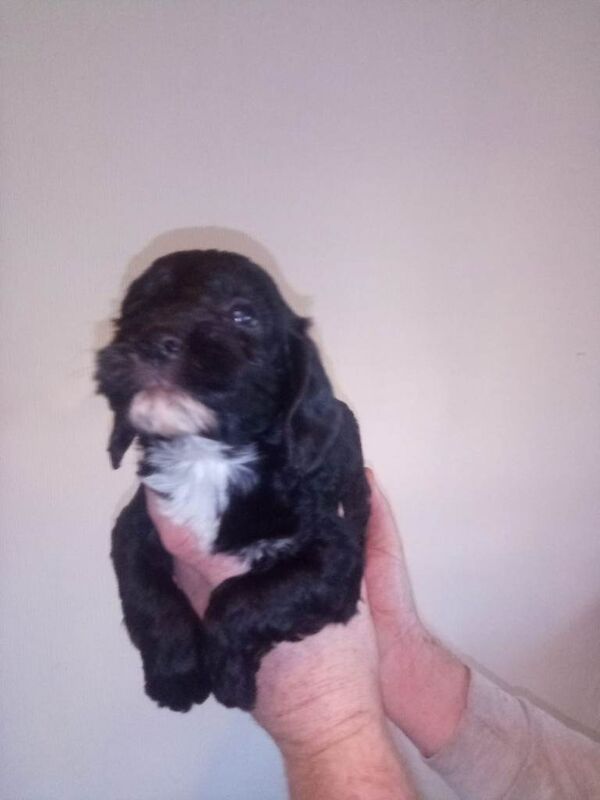 Cockapoo puppies for sale in Newcastle upon Tyne, Tyne and Wear – 8 weeks old - Image 2 of 3