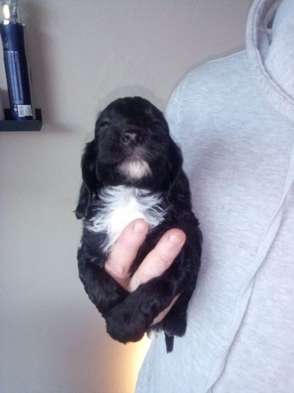 Cockapoo puppies for sale in Newcastle upon Tyne, Tyne and Wear – 8 weeks old - Image 3 of 3