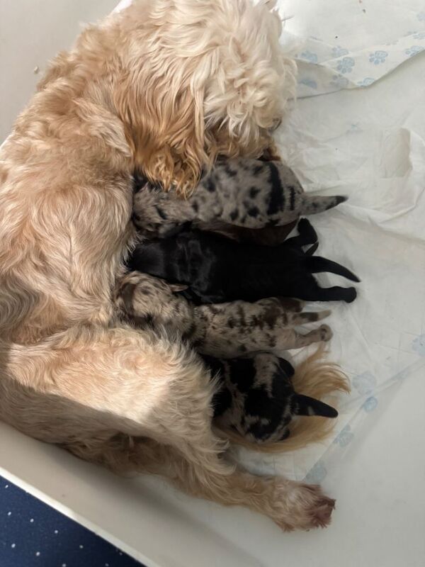 Cockapoo puppies for sale in Walsall, West Midlands – 5 weeks old