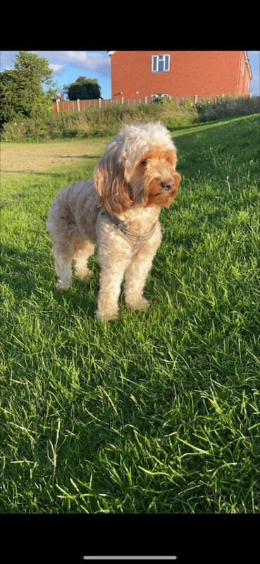 Cockapoo puppies for sale in Walsall, West Midlands – 12 weeks old - Image 2 of 3