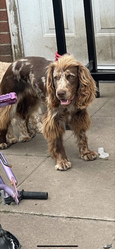 Cockapoo puppies for sale in Walsall, West Midlands – 12 weeks old - Image 3 of 3