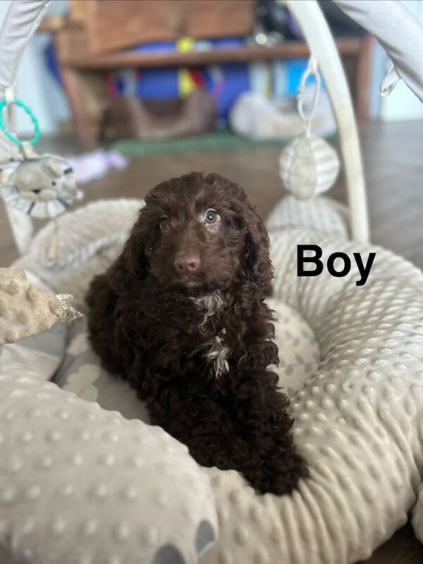 Cockapoo boys ready to find there loving family - Image 2 of 5