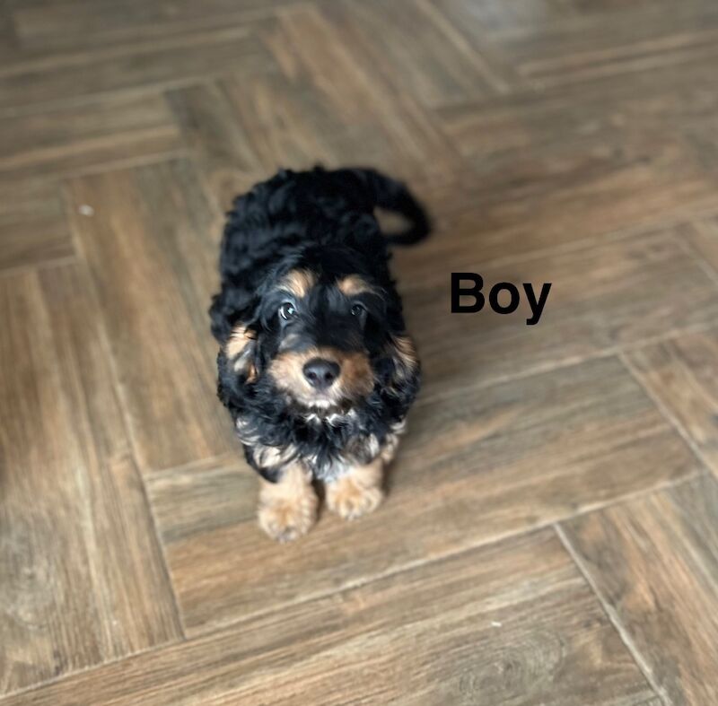 Cockapoo boys ready to find there loving family - Image 3 of 5