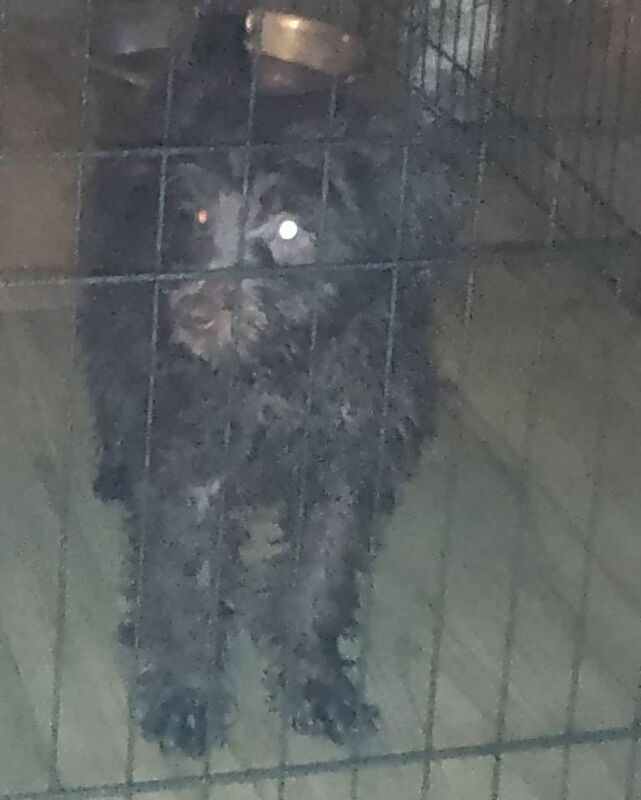 Cockapoo puppies for sale in Worcester, Worcestershire – 12 weeks old