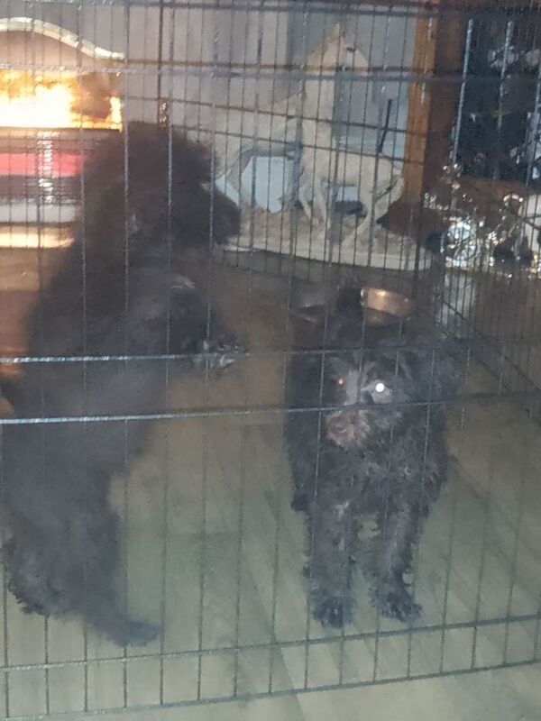 Cockapoo puppies for sale in Worcester, Worcestershire – 10 weeks old - Image 2 of 5