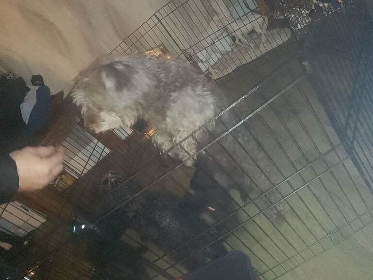 Cockapoo puppies for sale in Worcester, Worcestershire – 10 weeks old - Image 3 of 5