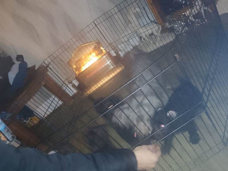 Cockapoo puppies for sale in Worcester, Worcestershire – 10 weeks old - Image 4 of 5