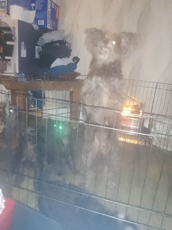 Cockapoo puppies for sale in Worcester, Worcestershire – 10 weeks old - Image 5 of 5