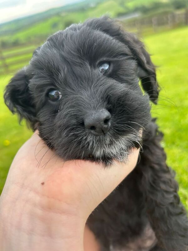 Cockapoo puppies for sale in Enniskillen, County Fermanagh – 8 weeks old