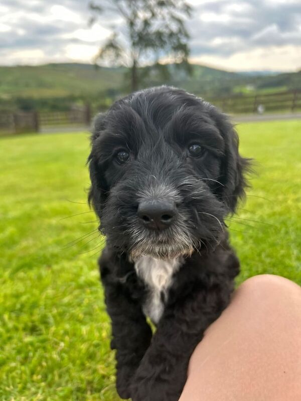 Cockapoo puppies for sale in Enniskillen, County Fermanagh – 8 weeks old - Image 2 of 3