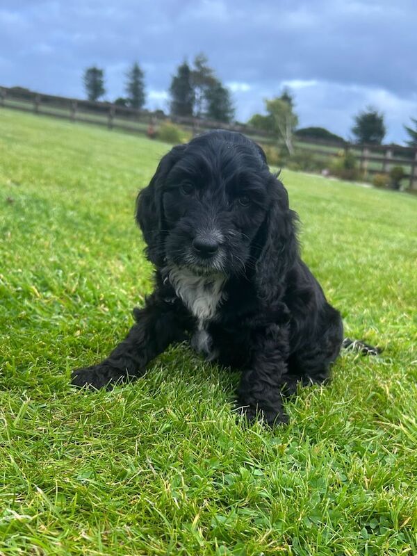 Cockapoo puppies for sale in Enniskillen, County Fermanagh – 8 weeks old - Image 3 of 3