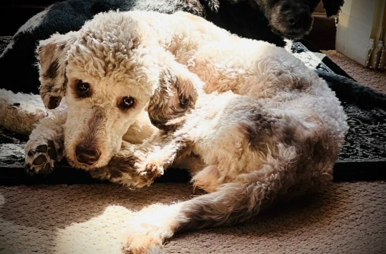Cockapoo/cockerpoo Girl age 3!