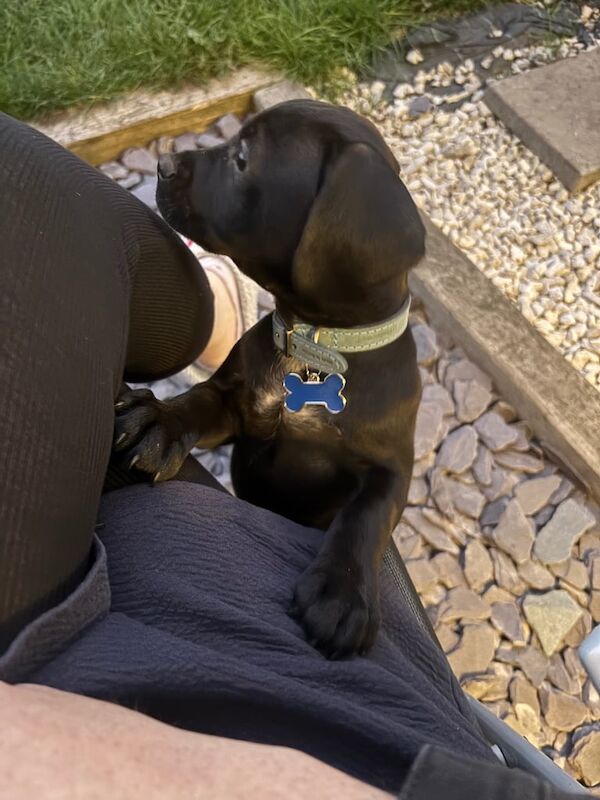 Cockapoo puppies for sale in Forest Town, Nottinghamshire – 3 months old - Image 2 of 2