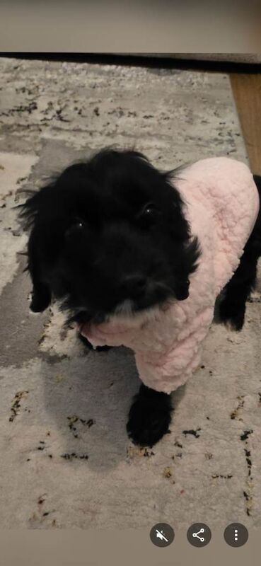 Cockapoo puppies for sale in Barnsley, South Yorkshire – 5 months old - Image 2 of 3