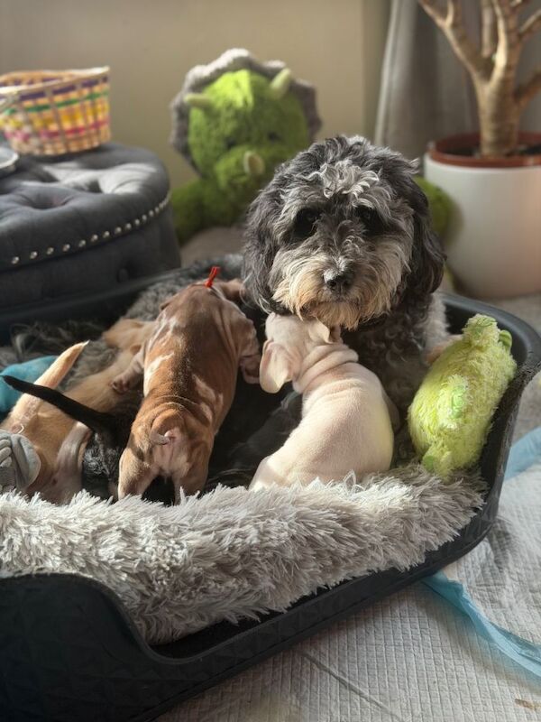 Cockapoo Puppies For Sale