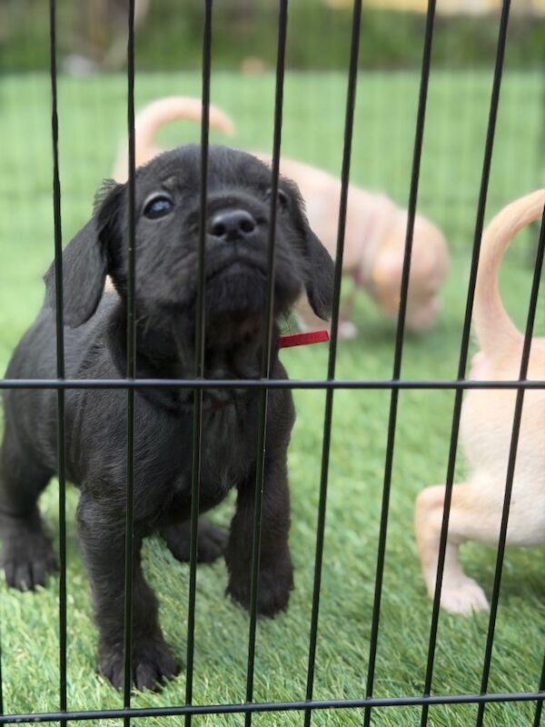 Cockapoo cross French bulldog puppies - Image 2 of 6