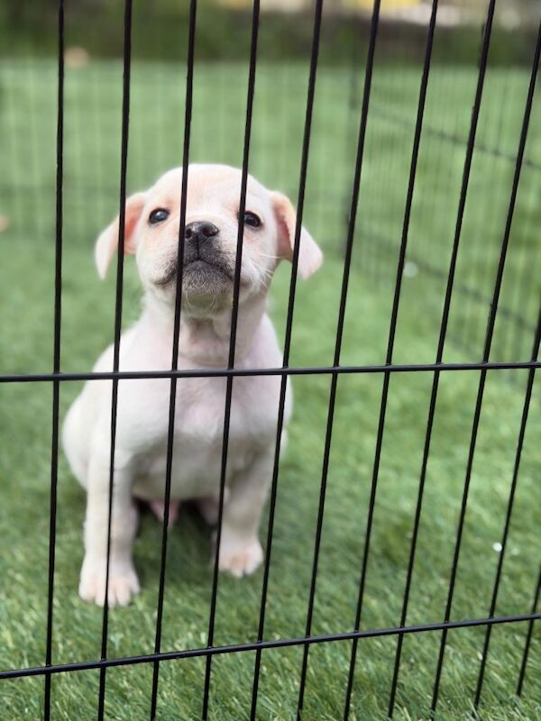 Cockapoo cross French bulldog puppies - Image 3 of 6