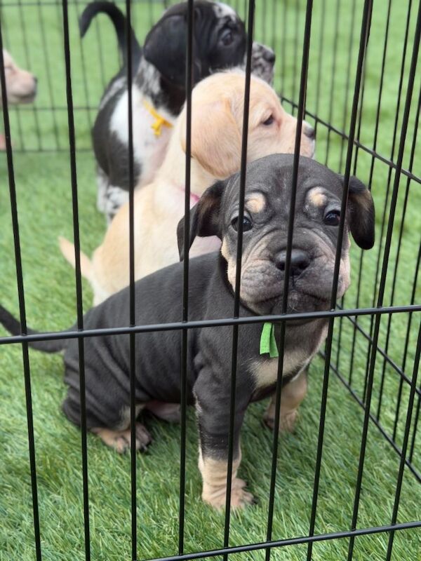 Cockapoo cross French bulldog puppies - Image 4 of 6