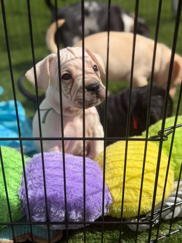 Cockapoo cross French bulldog puppies - Image 5 of 6