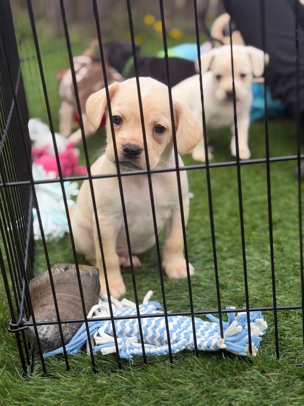 Cockapoo cross French bulldog puppies - Image 6 of 6