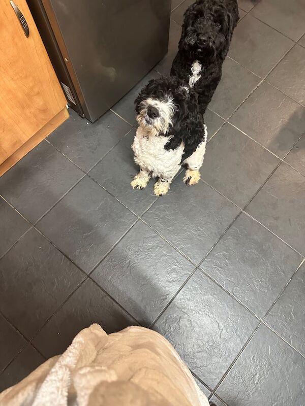 Cockapoo puppies for sale in Rugeley, Staffordshire – 1 year old