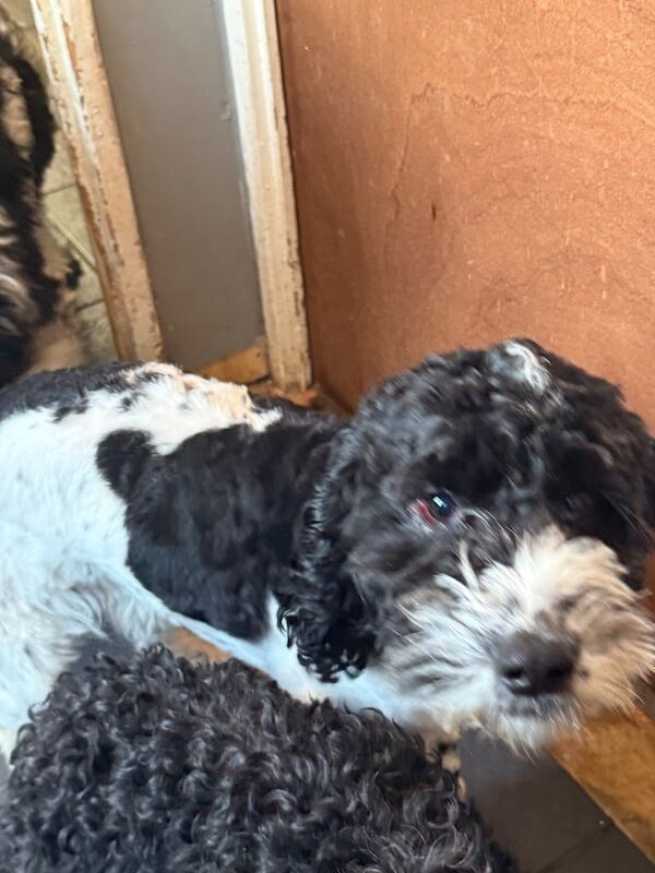 Cockapoo puppies for sale in Rugeley, Staffordshire – 1 year old - Image 2 of 2