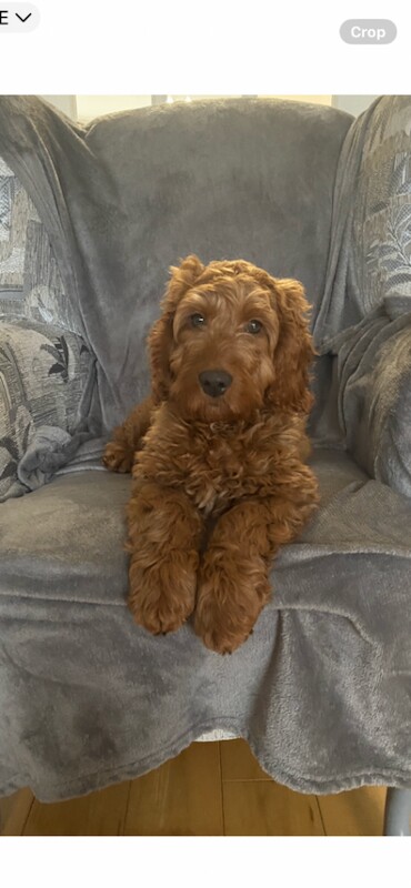 Cockapoo Dog for sale
