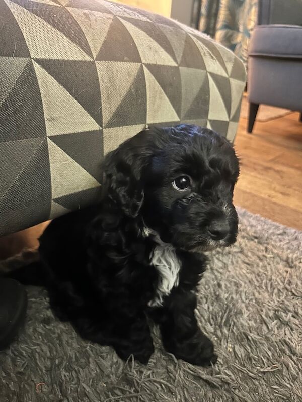 Cockapoo puppies for sale in Alyth, Perth and Kinross – 6 weeks old