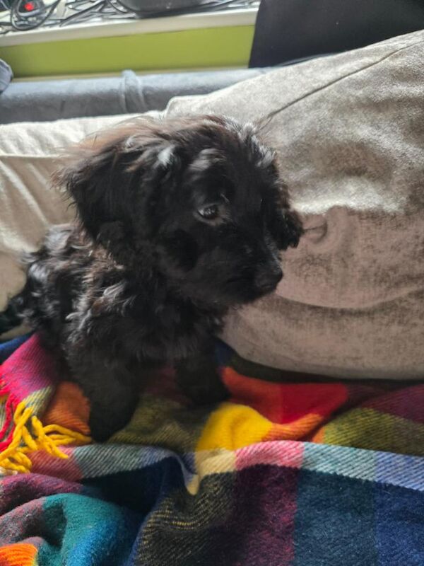 Cockapoo Puppies For Sale Under £1,000