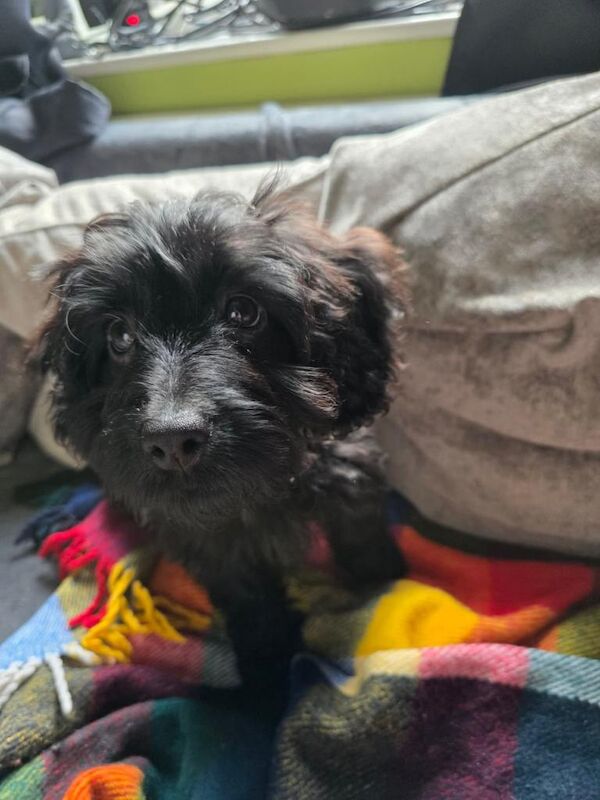 Cockapoo puppies for sale in Horwich, Manchester – 3 months old - Image 3 of 3