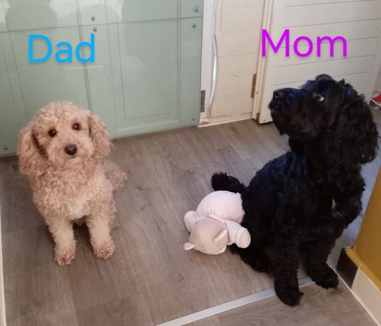 Cockapoo F1 for sale in Ashton-under-Lyne, Greater Manchester
