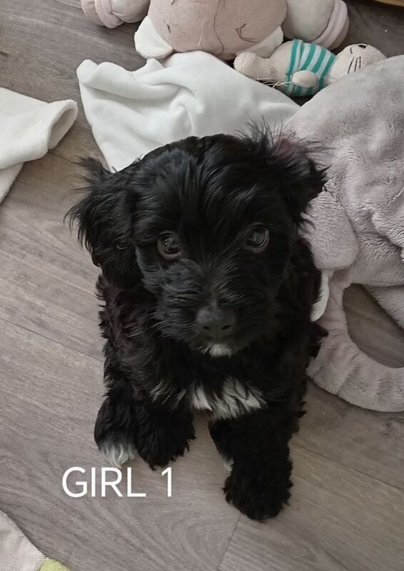 Cockapoo F1 for sale in Ashton-under-Lyne, Greater Manchester | Image 2