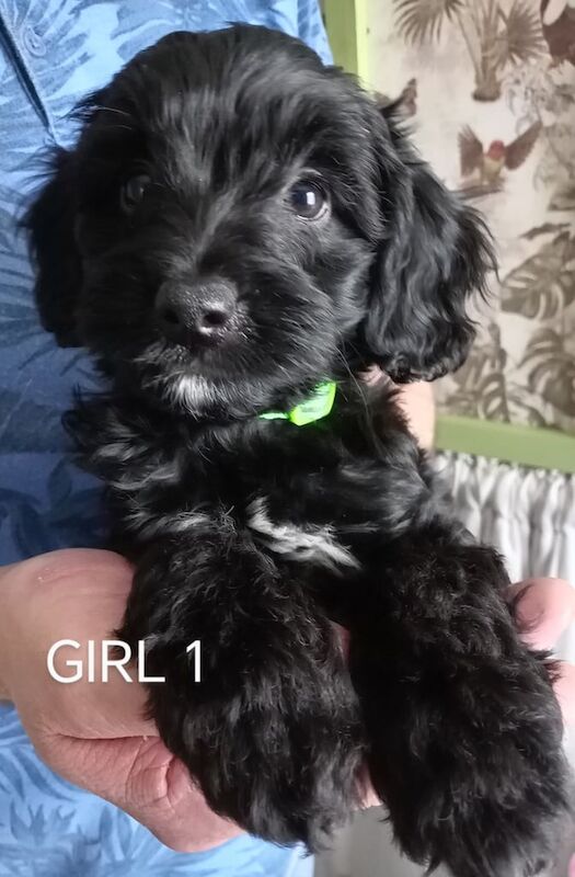 Cockapoo F1 for sale in Ashton-under-Lyne, Greater Manchester | Image 3
