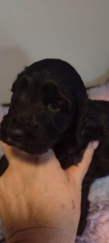 Cockapoo puppies for sale in Newry, County Down – 6 weeks old
