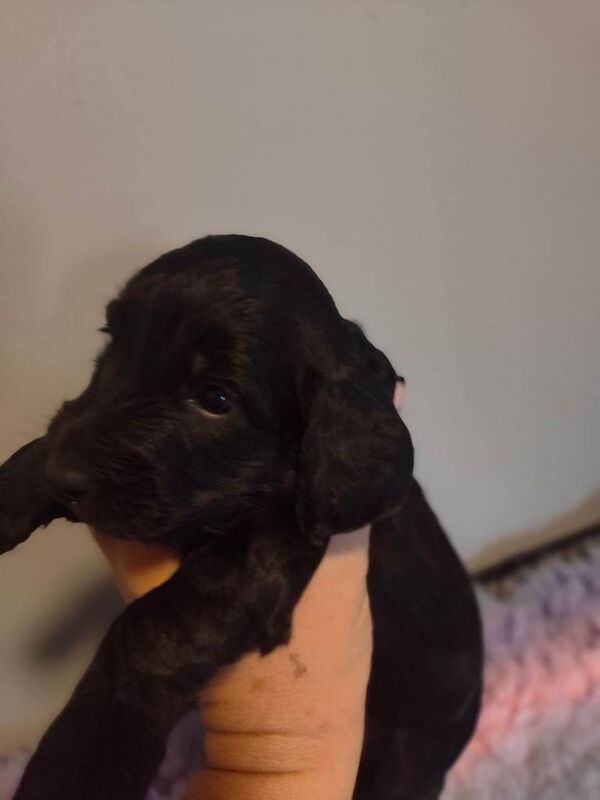 Cockapoo puppies for sale in Newry, County Down – 6 weeks old - Image 2 of 5