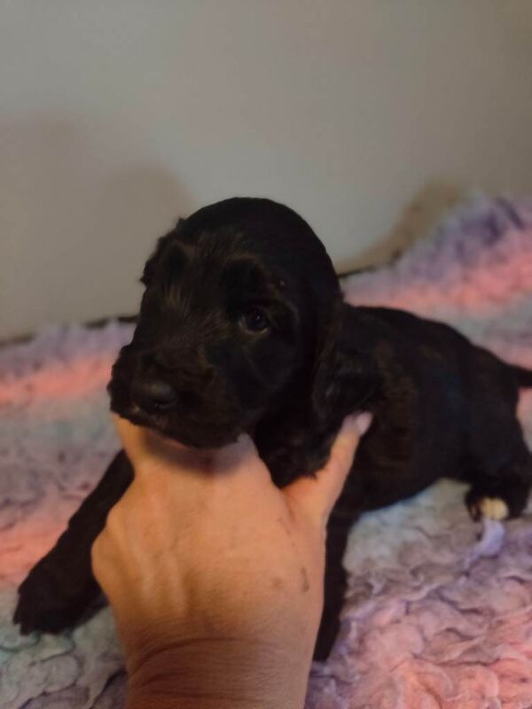 Cockapoo puppies for sale in Newry, County Down – 6 weeks old - Image 3 of 5