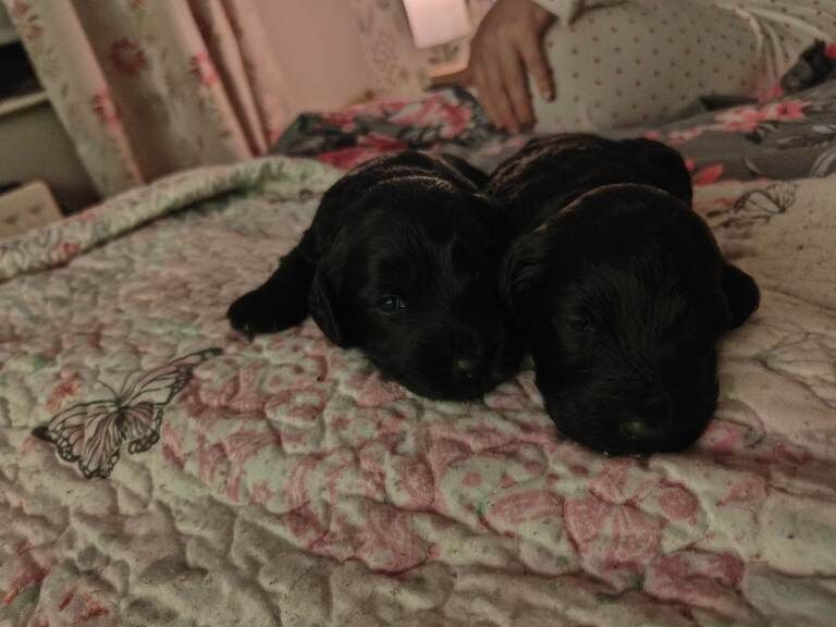 Cockapoo puppies for sale in Newry, County Down – 6 weeks old - Image 4 of 5
